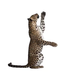 Foto auf Acrylglas Leopard greift vor weißem Hintergrund, Studioaufnahme © Eric Isselée