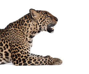 Naklejka premium Portrait of leopard lying down against white background