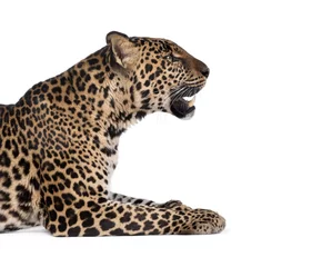 Foto op Plexiglas Portret van luipaard liggend tegen een witte achtergrond © Eric Isselée