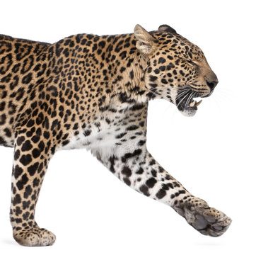 Leopard walking and snarling against white background