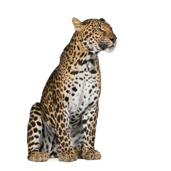 Leopard sitting against white background, studio shot