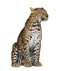Foto auf Acrylglas Leopard Leopard sitzt vor weißem Hintergrund, Studioaufnahme