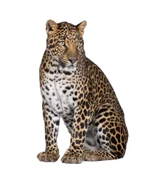 Poster Porträt des Leoparden, der vor weißem Hintergrund sitzt © Eric Isselée
