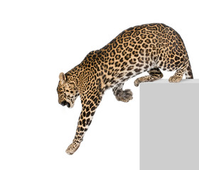 Leopard climbing off pedestal against white background