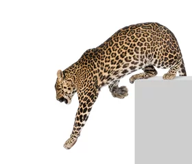 Fototapeten Leopard klettert vom Sockel vor weißem Hintergrund © Eric Isselée