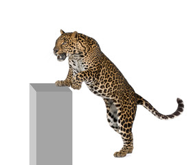 Obraz premium Leopard climbing on pedestal against white background