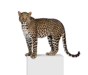 Foto op Plexiglas Portret van luipaard op voetstuk tegen witte achtergrond © Eric Isselée