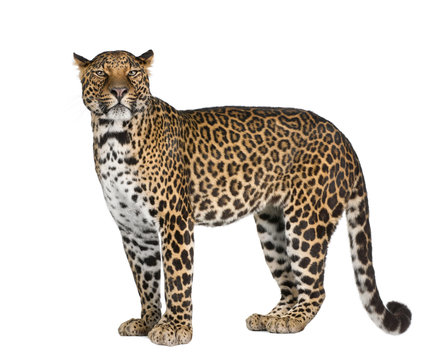 Portrait of leopard standing against white background