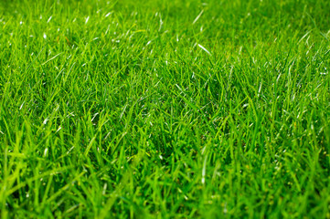 Green grass texture background