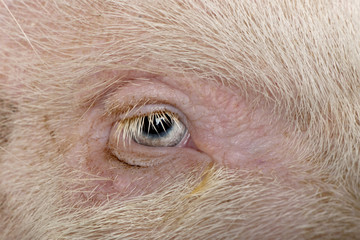 Close-up of Gottingen minipig eye and hair