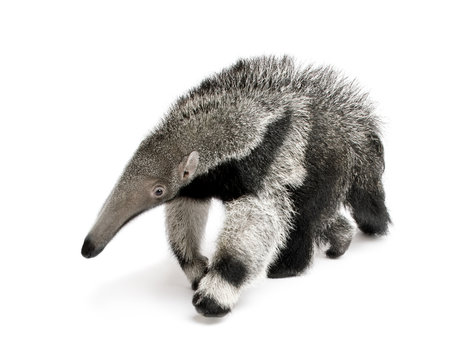 Young Giant Anteater, walking in front of white background Stock Photo | Adobe Stock Young Giant Anteater, walking in front of white background Stock Photo | Adobe Stock