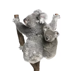 Papier Peint photo autocollant Koala Koala porte arbre grimpant, en face de fond blanc