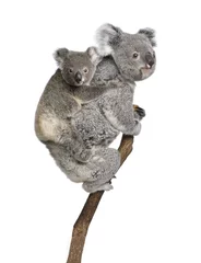 Foto op Canvas Koala beren klimmen boom, voor witte achtergrond © Eric Isselée
