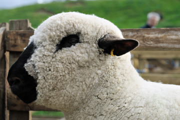 Fototapeta premium Portrait of a Hampshire Down sheep, with its woolly poll