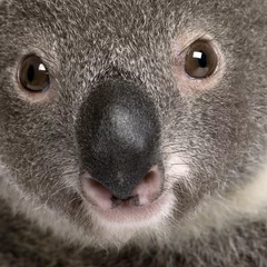 Tableaux ronds sur aluminium brossé Koala Portrait en gros plan d& 39 un ours koala mâle