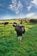 Friesian Cow in Green Meadow