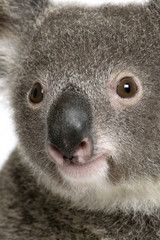 Close-up portrait of male Koala bear, Phascolarctos cinereus