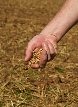 Farmer Sprinkling Grain From His Hand