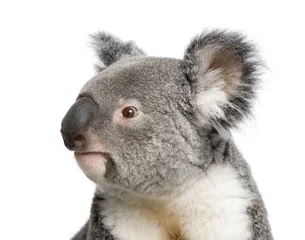 Photo sur Aluminium Koala Portrait d& 39 ours Koala mâle, Phascolarctos cinereus, 3 ans