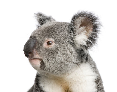 Portrait of male Koala bear, Phascolarctos cinereus, 3 years old