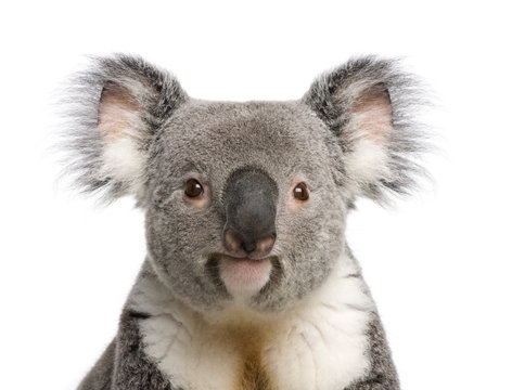 Portrait of male Koala bear, Phascolarctos cinereus, 3 years old
