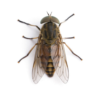Pale giant horse fly, against white background