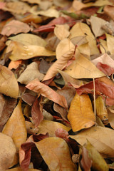 dry leaf