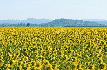 Fototapeta premium Sunflower field, Provence, France, shallow focus