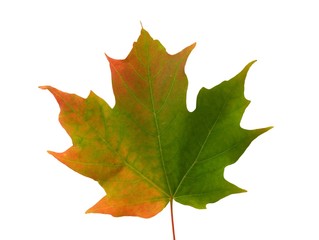 MAPLE LEAF CLOSE UP BEGINNING OF FALL