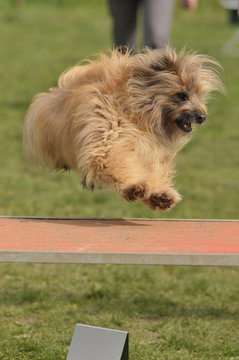 chien d'agility