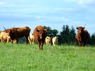 Vallée de la Marone