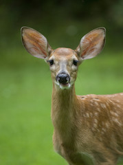 young deer