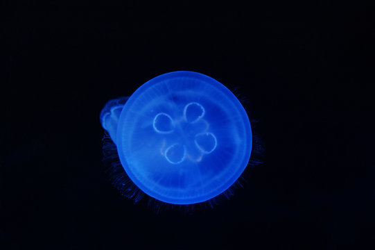 Fluorescent jellyfish in the dark