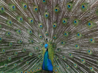 Naklejka premium paw