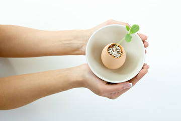 Female hands holding green plant
