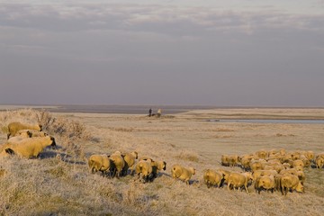 Moutons de près salès (mouton d'estran) en Baie de Somme