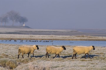 Moutons de près salès (mouton d'estran) en Baie de Somme