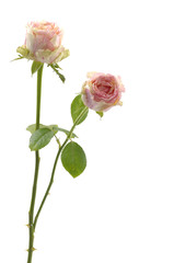 image of two beautiful roses