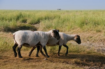 Sortie des moutons de près salés en Baie de Somme