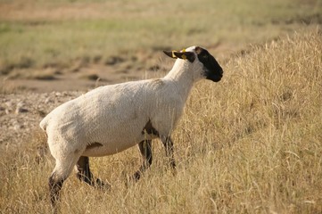 Sortie des moutons de près salés en Baie de Somme