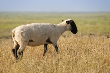 Sortie des moutons de près salés en Baie de Somme