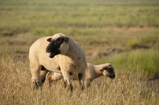 Sortie des moutons de près salés en Baie de Somme