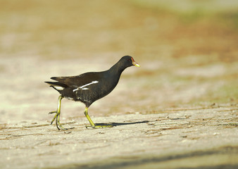 poule-d'eau