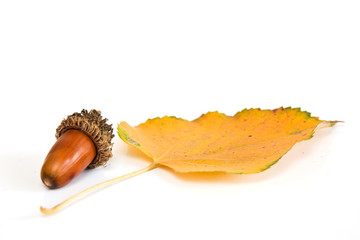 Acorn and leaf