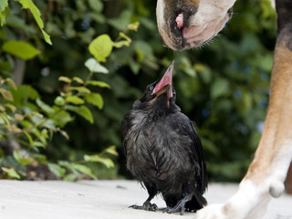 Rabenkrähe Jungvogel Wildvogel