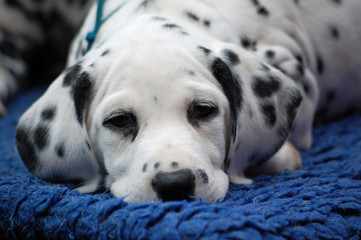 Dalmatinerwelpe