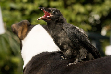 Rabenkrähe Jungvogel Wildvogel