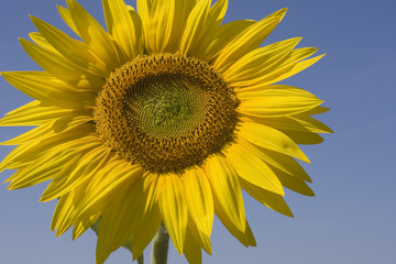 Naklejka premium sunflower during a sunny day