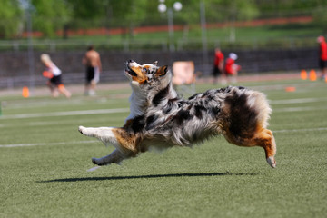 Dog playing in flying disk