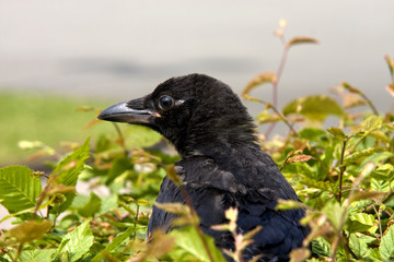 Rabenkrähe Jungvogel Wildvogel